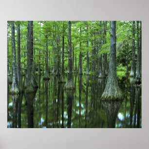 Póster Estados Unidos, Florida, Bosque Nacional Apalachic