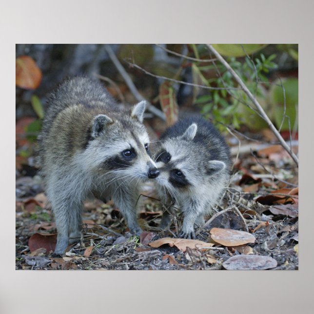 Póster Estados Unidos, Florida, Sanibel, Ding Darling Nat (Frente)