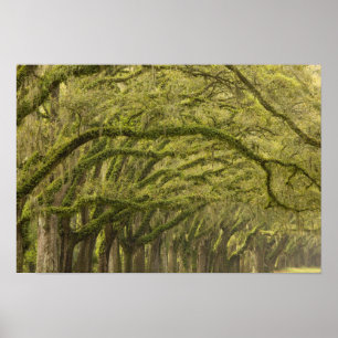 Póster Estados Unidos; Georgia; Savannah. Árboles de enci