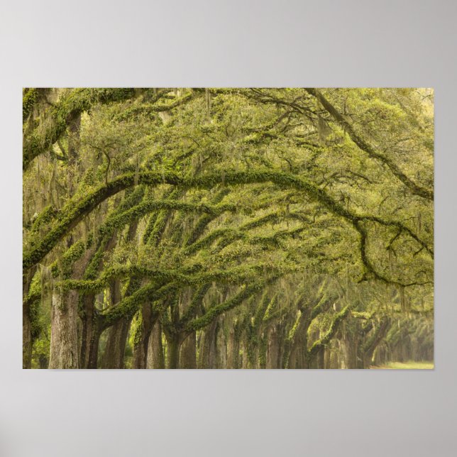 Póster Estados Unidos; Georgia; Savannah. Árboles de enci (Frente)