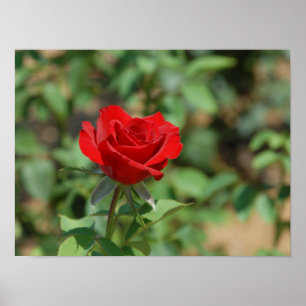 Póster Estados Unidos, Kansas, Red Rose