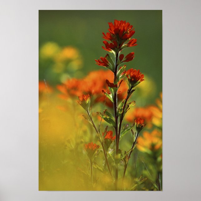 Póster Estados Unidos, Michigan, Isla Drummond, Llanuras  (Frente)