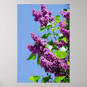 Póster Estados Unidos, Michigan, Lago Michigan, Isla Mack