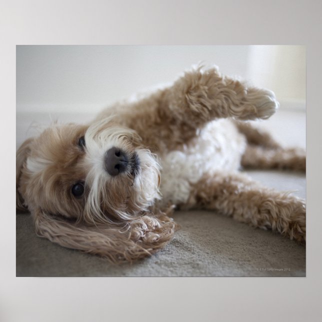 Póster Estados Unidos, Nueva York, Nueva York, Brooklyn,  (Frente)