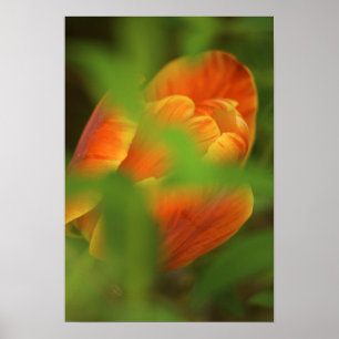 Póster Estados Unidos, Virginia, Arlington, clausura de n