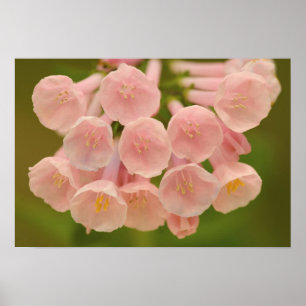 Póster Estados Unidos, Virginia, Manassas, Manassas Natio