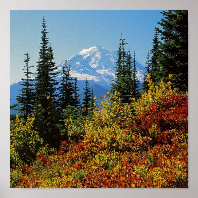Póster Estados Unidos, Washington, Parque Nacional del Mo (Frente)
