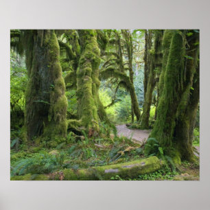 Póster Estados Unidos, Washington, Parque Nacional Olímpi