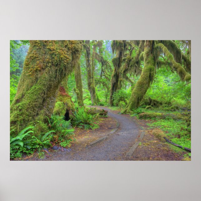 Póster Estados Unidos, Washington, Parque Nacional Olímpi (Frente)
