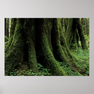 Póster Estados Unidos, Washington, Parque Nacional Olímpi
