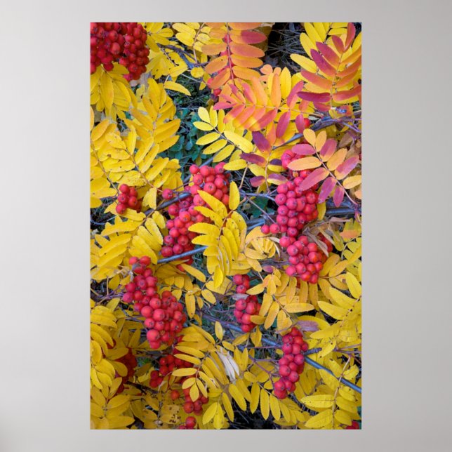 Póster Estados Unidos, Washington, West Mountain Ash, Oka (Frente)