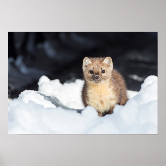 Póster Estados Unidos, Wyoming, Parque Nacional Yellowsto (Frente)