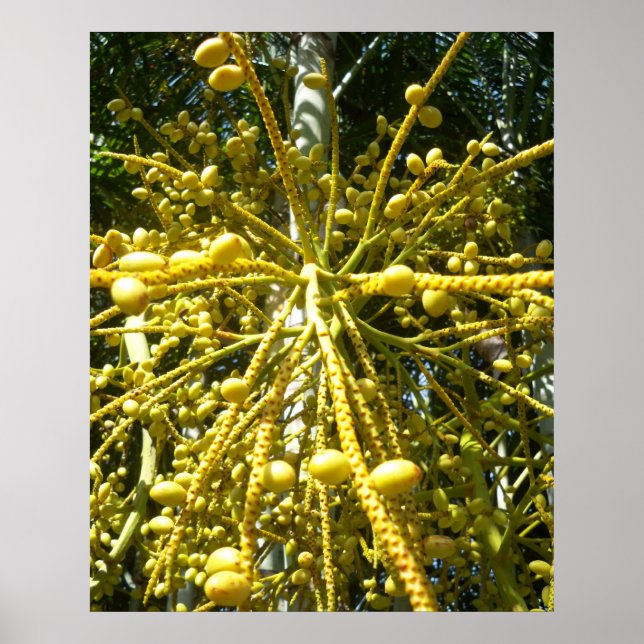 Póster Estallido de palmas (Frente)