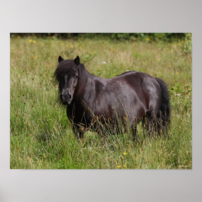 Póster Estallido de Shetland negro en la hierba (Frente)
