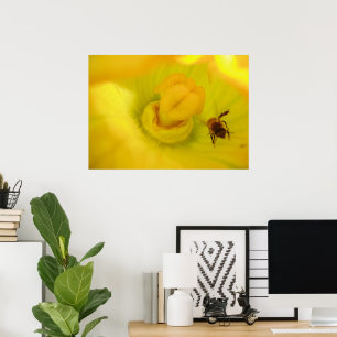 Póster Estampa de abeja dentro de flor de calabacín