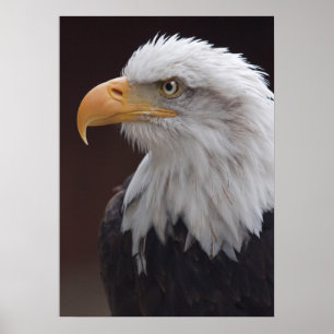 Póster Estampa de águila orgullosa
