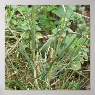 Póster Estampa de Camuflaje de Saltamontes