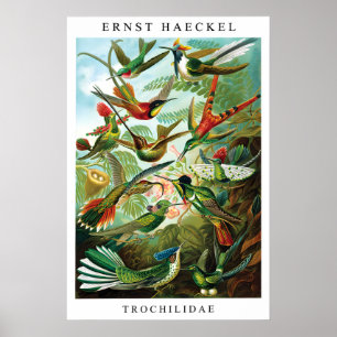Póster Estampa de Ernst Haeckel de Colibrí (Trochilida)