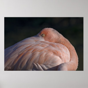 Póster Estampa de flamenco durmiendo