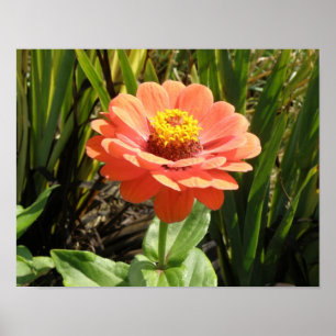 Póster Estampa de Flor de Zinnia Naranja
