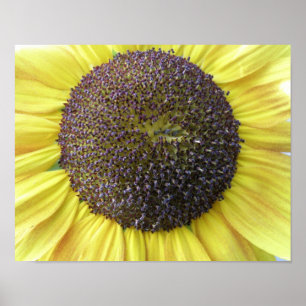 Póster Estampa de Girasol Amarillo