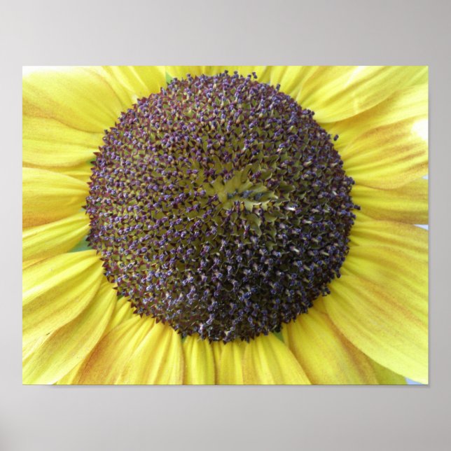 Póster Estampa de Girasol Amarillo (Frente)