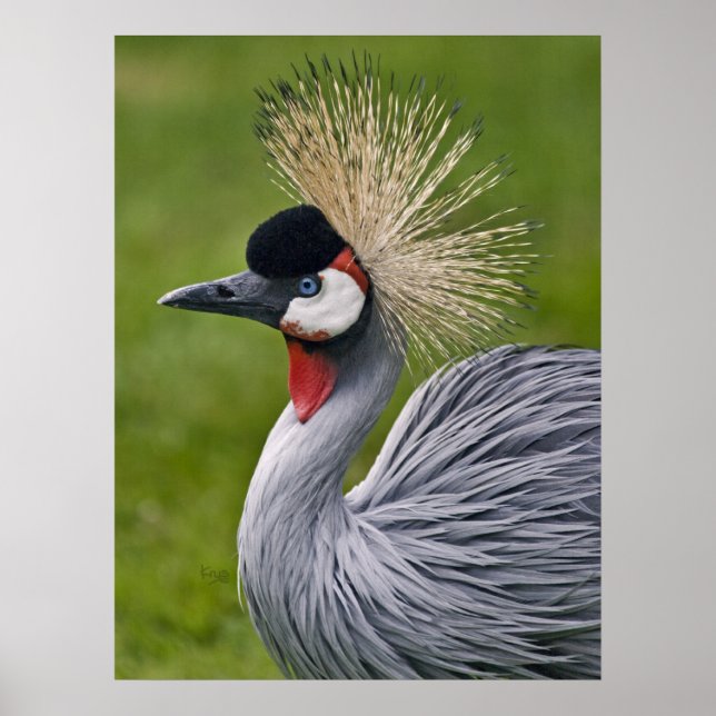 Póster Estampa de Grulla Coronada Gris (Frente)
