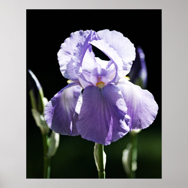 Póster Estampa de Iris Púrpura 8393 (Frente)