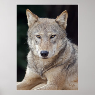 Póster Estampa de lobo gris