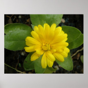 Póster Estampa de Marigold Amarillo Brillante