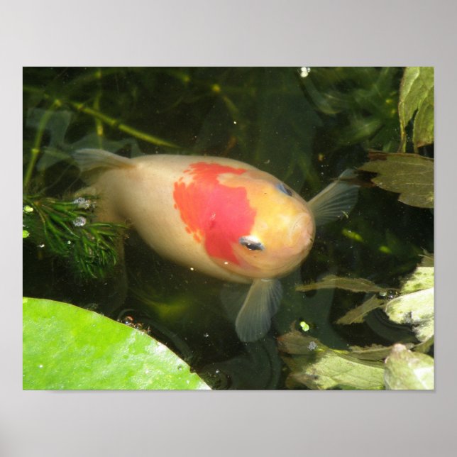 Póster Estampa de pez dorado (Frente)