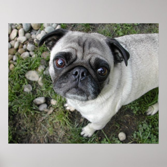 Póster Estampa de Pug y Piedras (Frente)