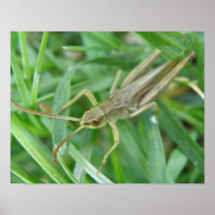 Póster Estampa de saltamontes