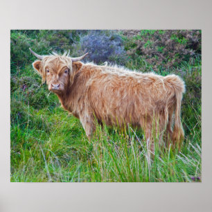 Póster Estampa de Vaca Joven de las Tierras Altas