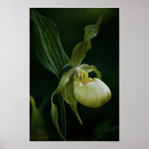 Póster Estampa de zapatilla amarilla