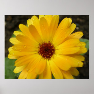 Póster Estampa Macro de Marigold Amarillo