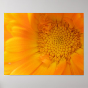 Póster Estampa Macro de Marigold Naranja