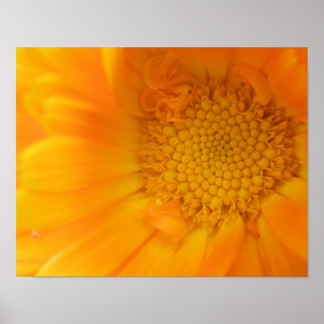Póster Estampa Macro de Marigold Naranja (Frente)
