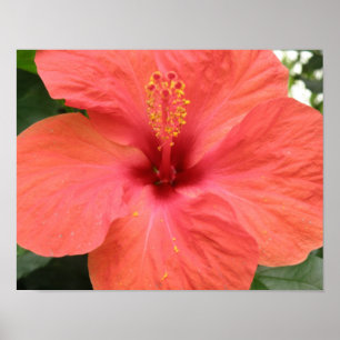 Póster Estampa Macro Flor de Hibisco Naranja