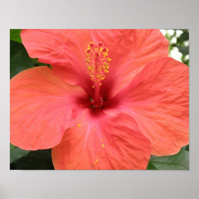 Póster Estampa Macro Flor de Hibisco Naranja (Frente)