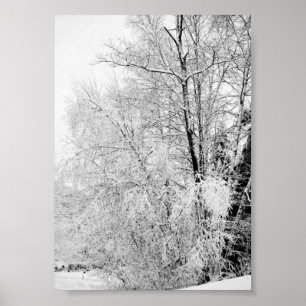 Póster Estampado Blancos de Invierno