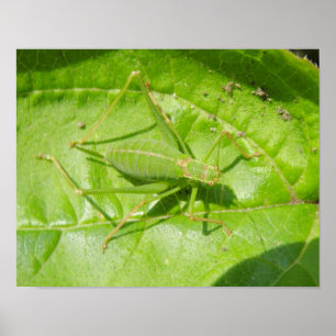 Póster Estampado de camuflaje de grillo verde