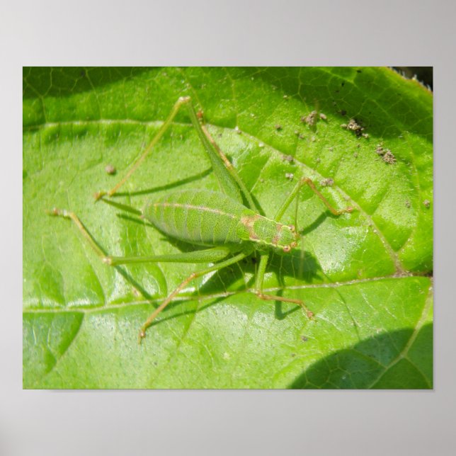 Póster Estampado de camuflaje de grillo verde (Frente)