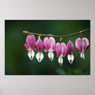 Póster Estampado de Corazones Delicados
