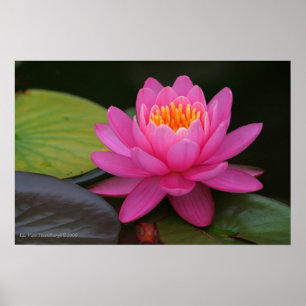 Póster Estampado de flores rosado de Lotus