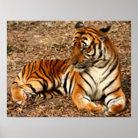 Estampado de gato tigre personalizado para anivers