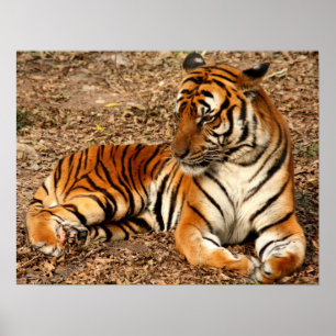 Póster Estampado de gato tigre personalizado para anivers