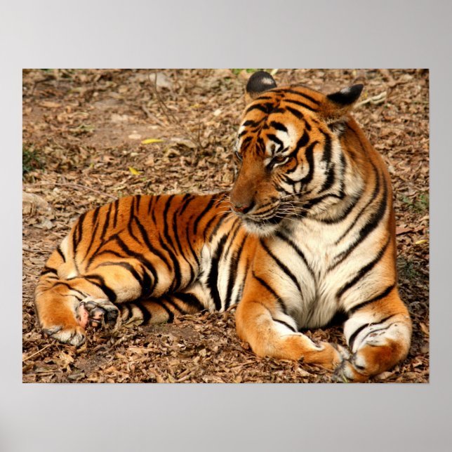 Póster Estampado de gato tigre personalizado para anivers (Frente)