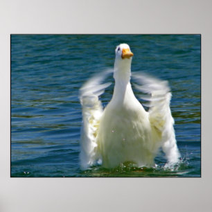 Póster Estampado de pato aplaudiendo