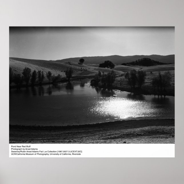 Póster Estanque cerca de Red Bluff por Ansel Adams (Frente)